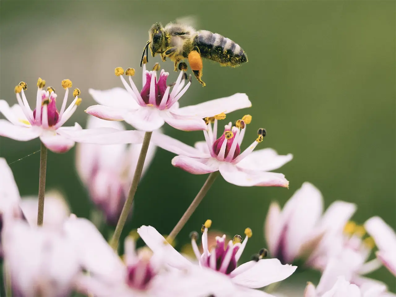 bee on flower