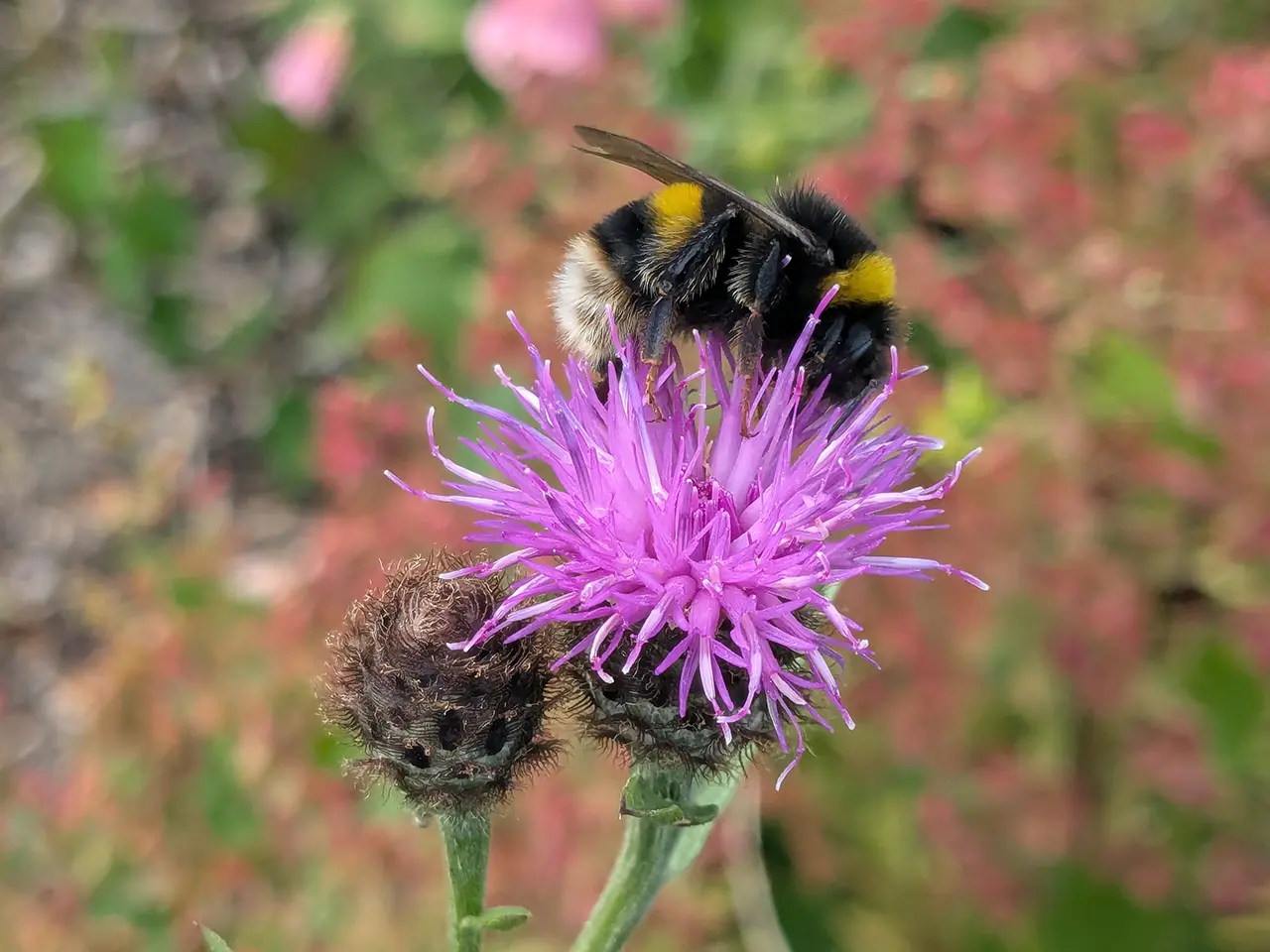 bee on thistle